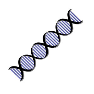 Lipofuscinosi ceroide neuronale 6 (NCL-6)